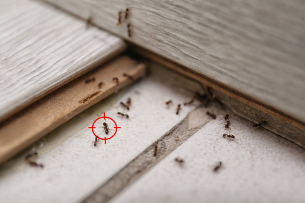 Best Flea Control Services  in Moapa Valley, NV