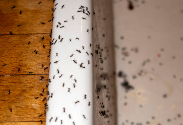Best Ant Control Services  in Moapa Valley, NV