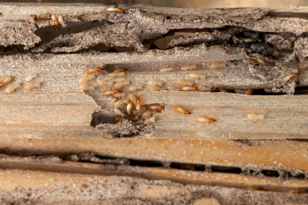 Wildlife Control Services in Moapa Valley, NV