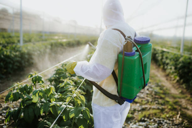 Best Termite Control Services  in Moapa Valley, NV